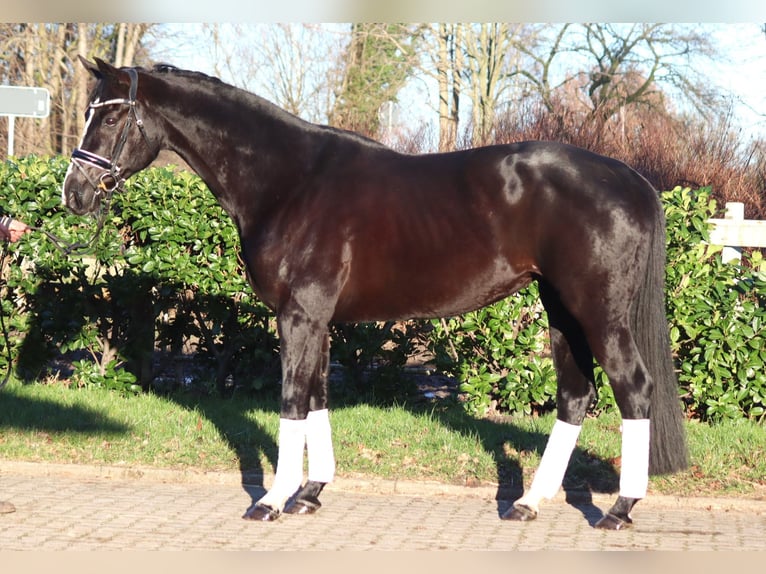 Hanovrien Jument 12 Ans 168 cm Noir in Selsingen