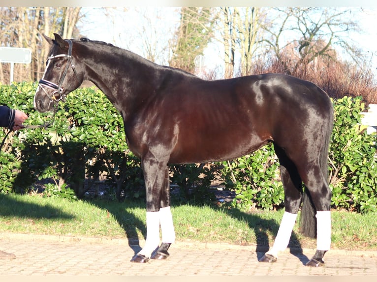 Hanovrien Jument 12 Ans 168 cm Noir in Selsingen