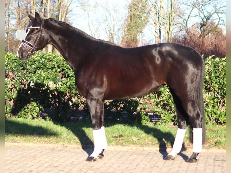 Hanovrien Jument 12 Ans 168 cm Noir in Selsingen