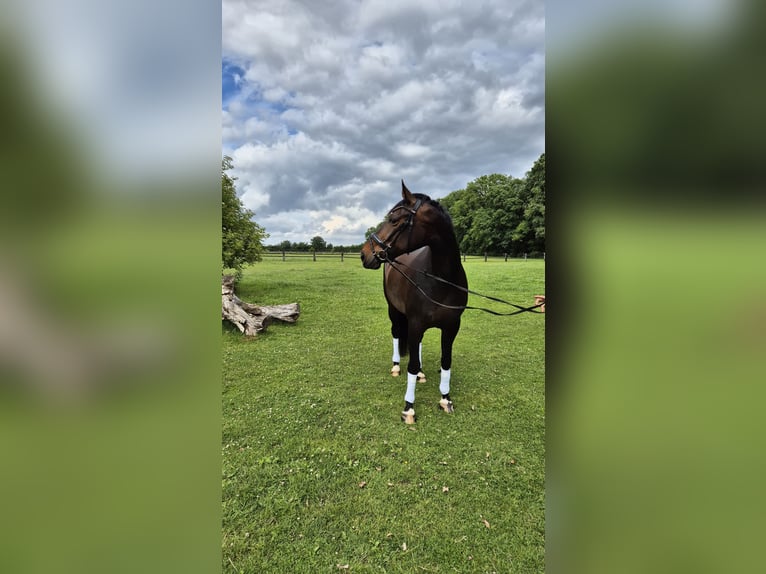 Hanovrien Jument 12 Ans 170 cm Bai brun in Wesel