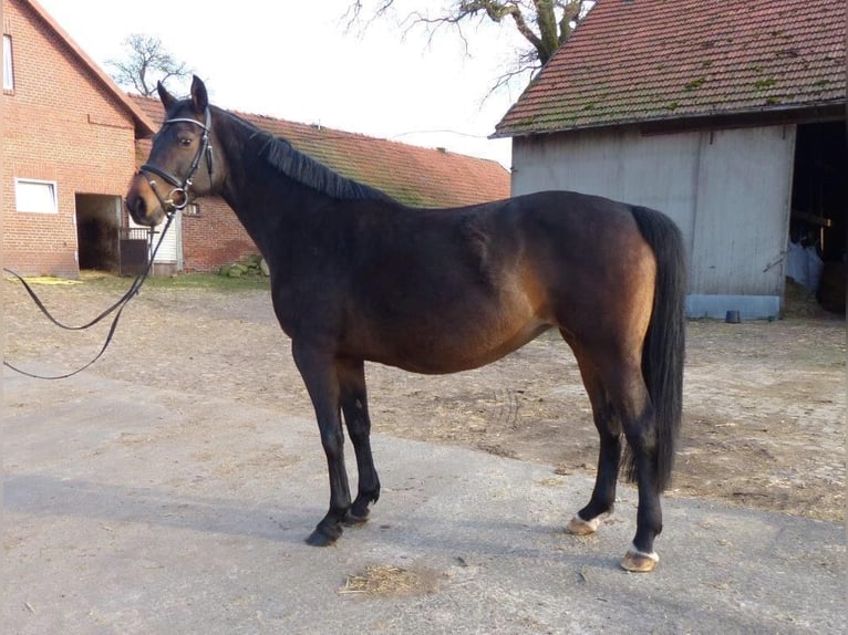 Hanovrien Jument 12 Ans 170 cm Bai brun foncé in Bassum
