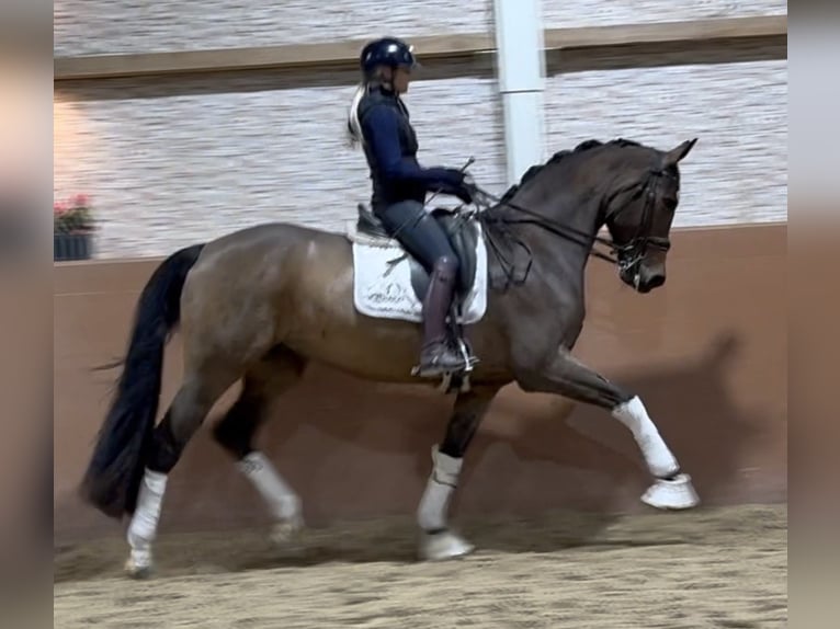 Hanovrien Jument 12 Ans 170 cm Bai in Wehringen