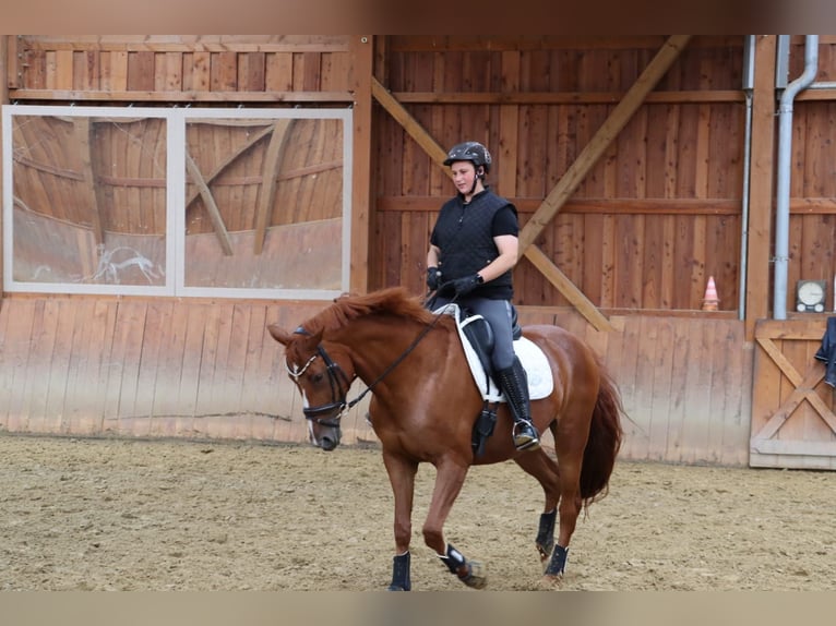 Hanovrien Jument 12 Ans 172 cm Alezan in Siegen