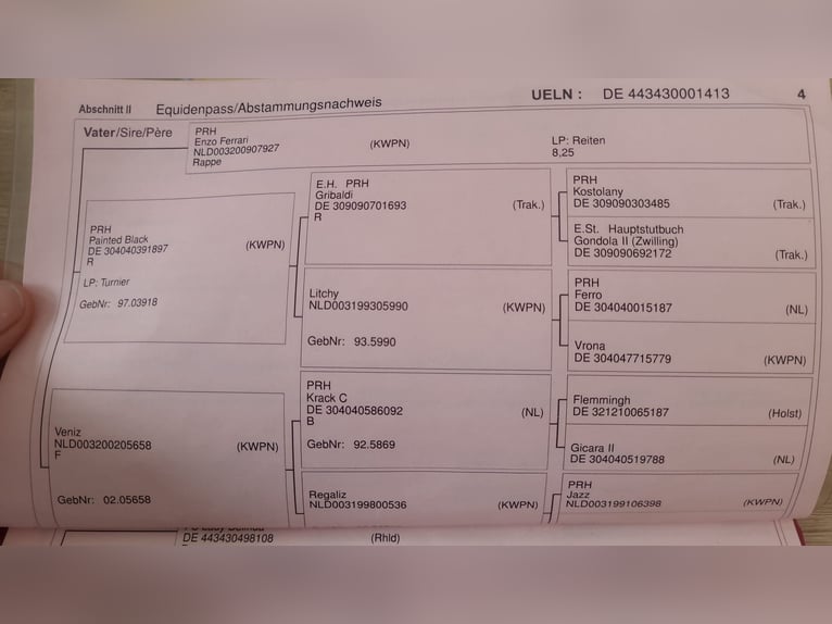 Hanovrien Jument 12 Ans 172 cm Alezan in Siegen