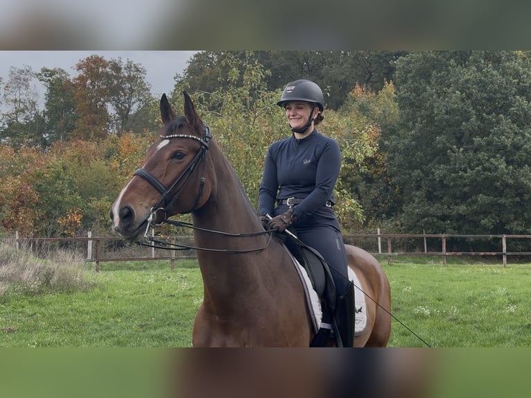 Hanovrien Jument 12 Ans 173 cm Bai in Sassenberg