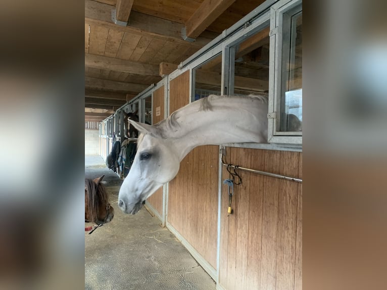 Hanovrien Jument 12 Ans 174 cm Gris in Spreitenbach