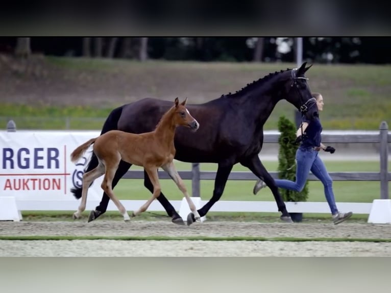 Hanovrien Jument 12 Ans 174 cm Noir in Belgern