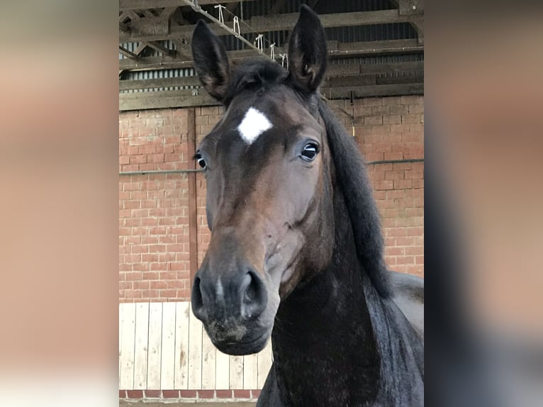 Hanovrien Jument 12 Ans 175 cm Bai brun foncé in Braunschweig