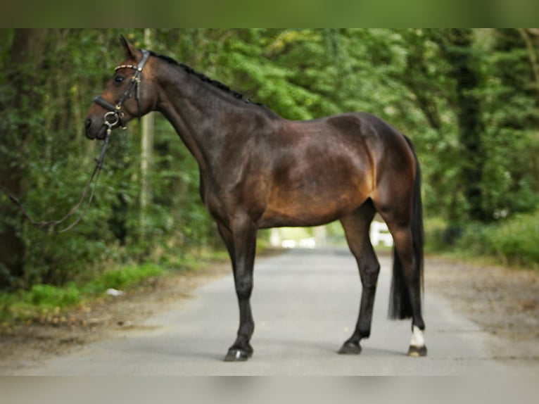 Hanovrien Jument 13 Ans 160 cm Bai in Schwanewede
