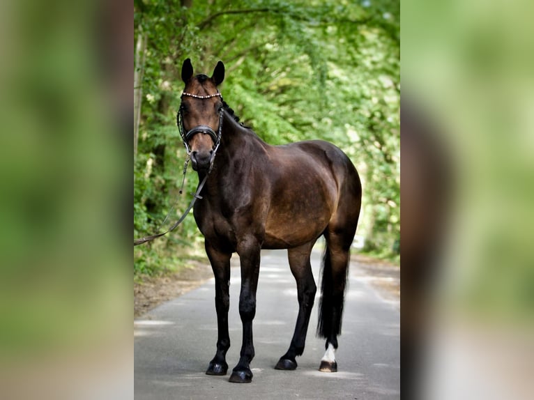 Hanovrien Jument 13 Ans 160 cm Bai in Schwanewede