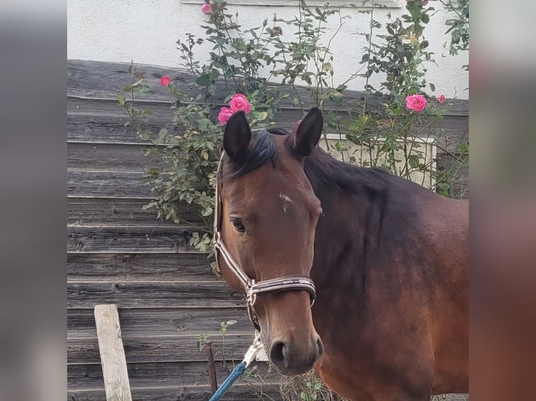 Hanovrien Jument 13 Ans 161 cm Bai in Karlsfeld