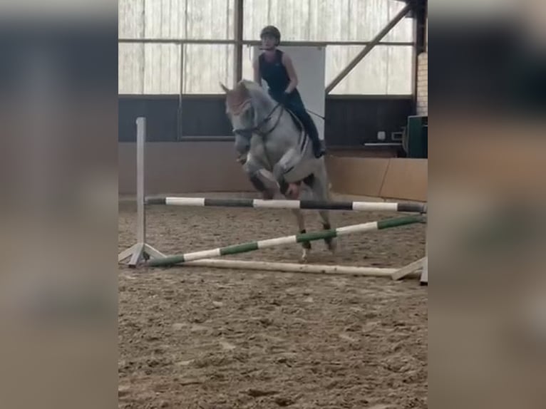 Hanovrien Jument 13 Ans 163 cm Gris in Grimma