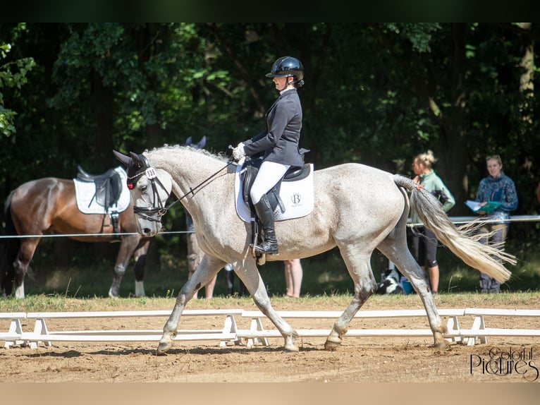 Hanovrien Jument 13 Ans 163 cm Gris in Grimma