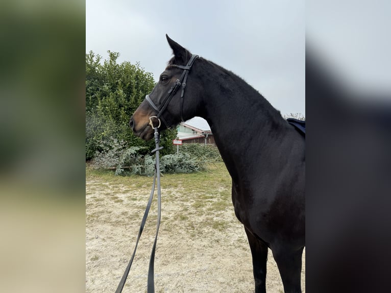 Hanovrien Jument 13 Ans 164 cm Bai brun in Baden-Baden