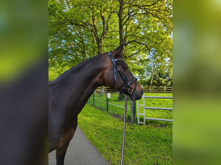 Hanovrien Jument 13 Ans 164 cm Bai in Lingen