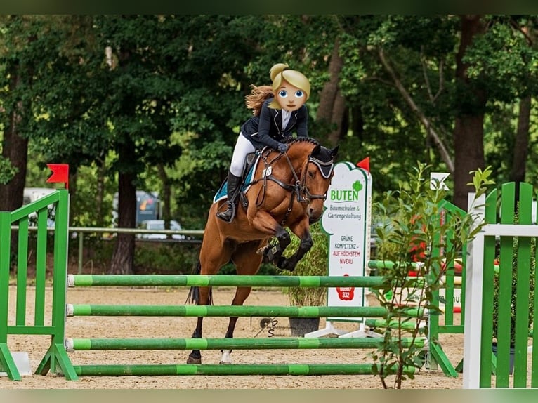 Hanovrien Jument 13 Ans 164 cm Bai in Kluse