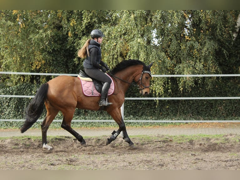 Hanovrien Jument 13 Ans 164 cm Bai in Kluse