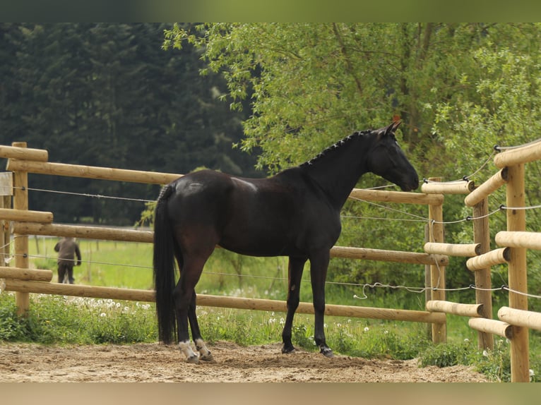 Hanovrien Jument 13 Ans 164 cm Noir in Donauwörth