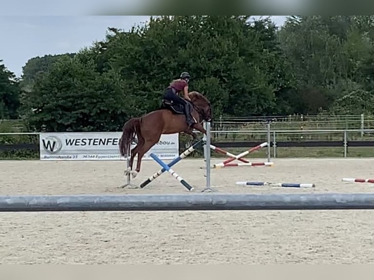 Hanovrien Jument 13 Ans 165 cm Alezan in Oer-Erkenschwick