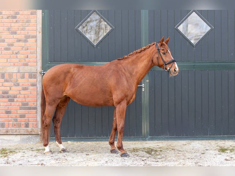 Hanovrien Jument 13 Ans 165 cm Alezan in Oer-Erkenschwick