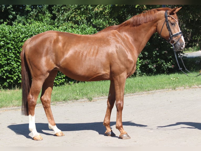 Hanovrien Jument 13 Ans 165 cm Alezan in Selsingen