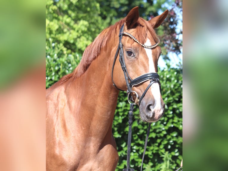 Hanovrien Jument 13 Ans 165 cm Alezan in Selsingen