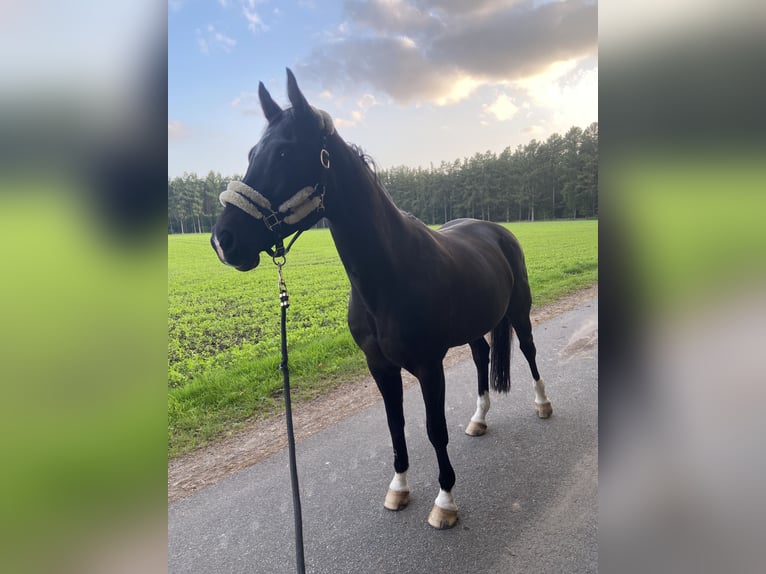 Hanovrien Jument 13 Ans 165 cm Bai brun foncé in Soltau
