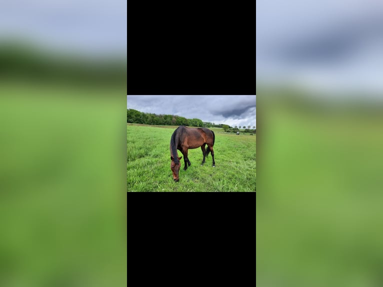 Hanovrien Jument 13 Ans 165 cm Bai brun foncé in Simmern