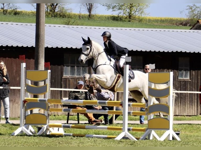 Hanovrien Jument 13 Ans 165 cm Gris in Derenburg