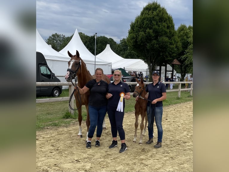 Hanovrien Jument 13 Ans 166 cm Alezan in Bönen