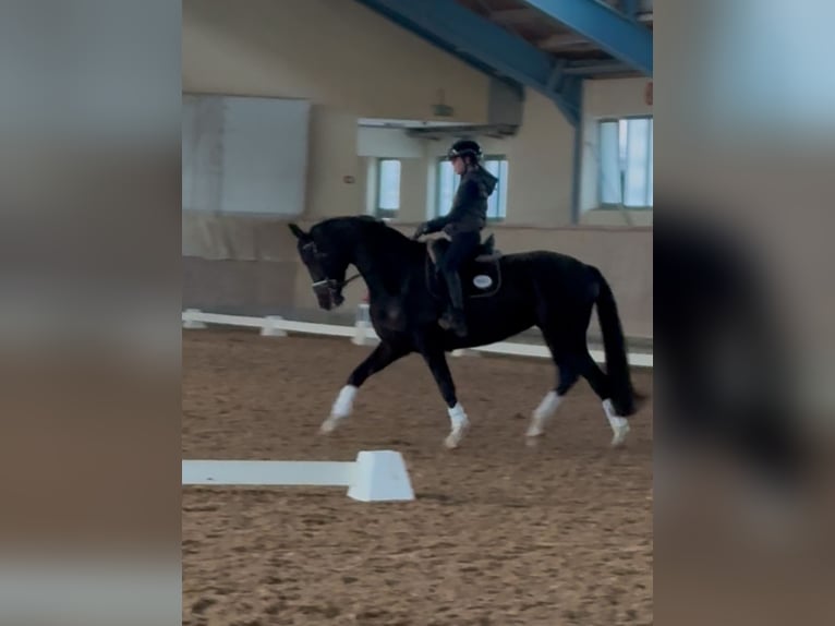 Hanovrien Jument 13 Ans 166 cm Noir in Litzendorf