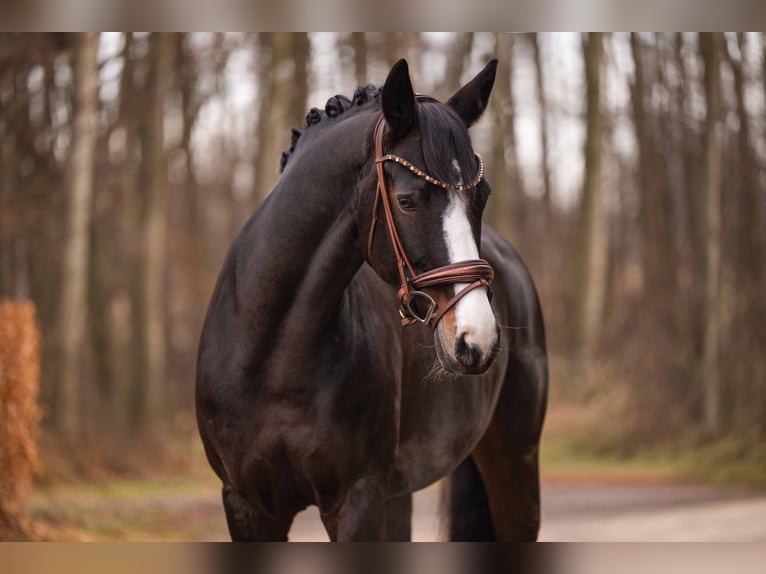 Hanovrien Jument 13 Ans 167 cm Bai brun in Wehringen