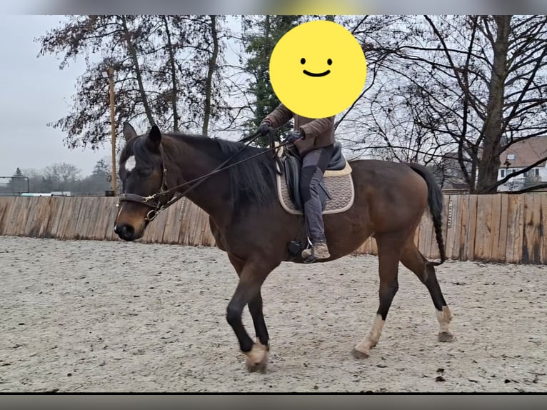Hanovrien Jument 13 Ans 167 cm Bai in Groß-Umstadt