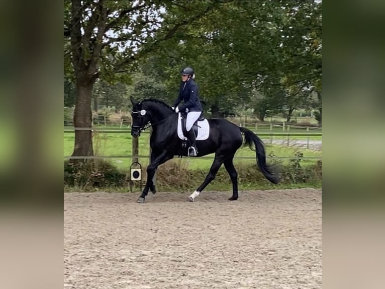 Hanovrien Jument 13 Ans 167 cm Noir in Varel