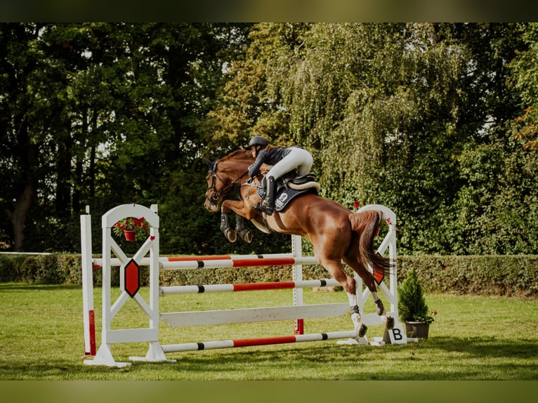 Hanovrien Jument 13 Ans 168 cm Alezan in G&#xF6;ttingen
