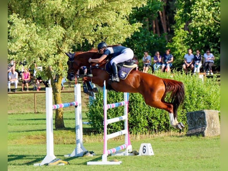Hanovrien Jument 13 Ans 168 cm Alezan in G&#xF6;ttingen