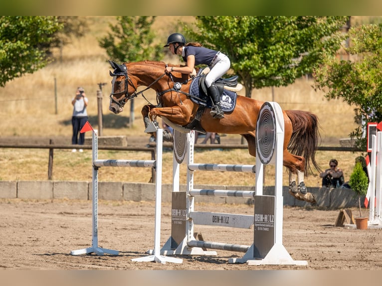 Hanovrien Jument 13 Ans 168 cm Alezan in G&#xF6;ttingen