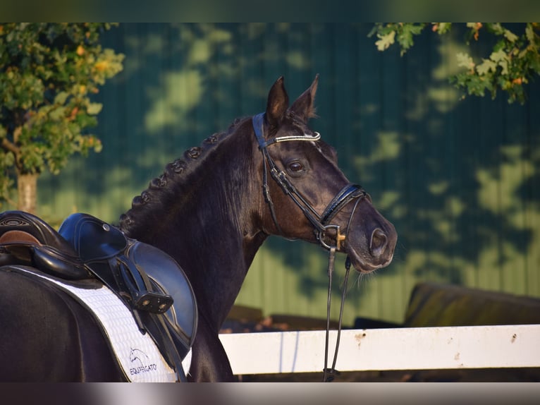 Hanovrien Jument 13 Ans 168 cm Noir in D&#xE4;tgen