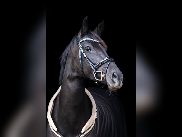 Hanovrien Jument 13 Ans 168 cm Noir in Eutin