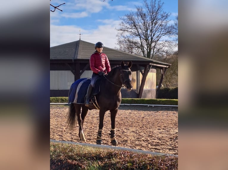Hanovrien Jument 13 Ans 168 cm Noir in Eutin