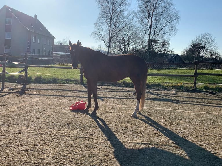 Hanovrien Jument 13 Ans 169 cm Alezan in Seesen