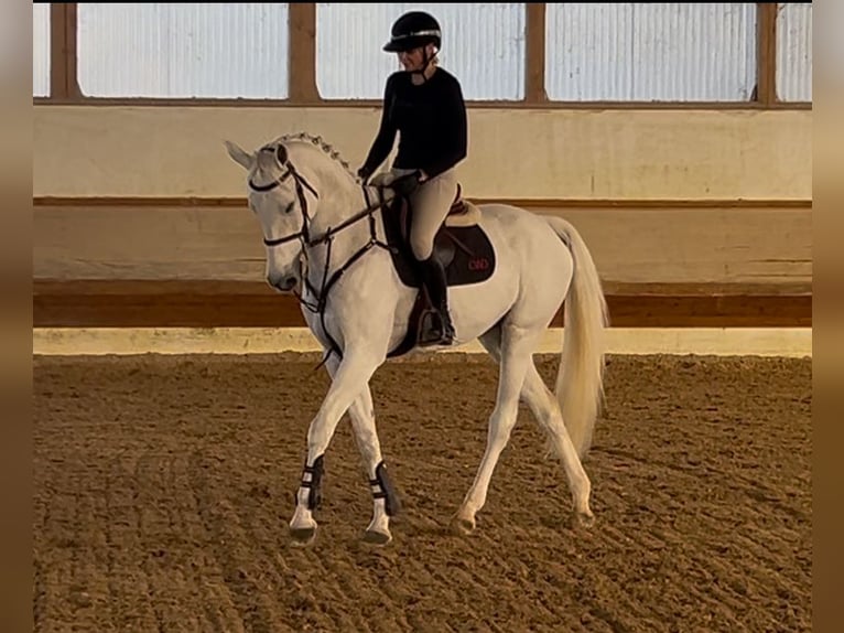 Hanovrien Jument 13 Ans 169 cm Gris in Gablingen