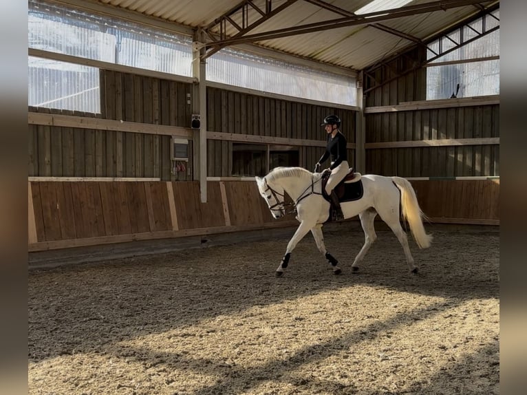 Hanovrien Jument 13 Ans 169 cm Gris in Simmershofen