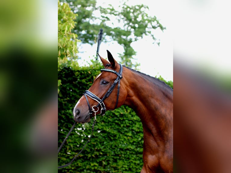 Hanovrien Jument 13 Ans 170 cm Bai in MOL
