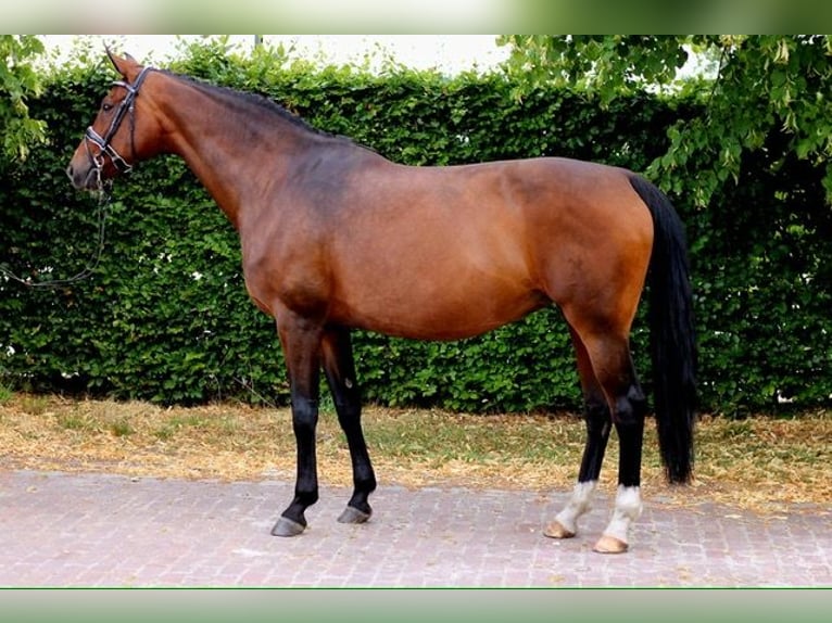 Hanovrien Jument 13 Ans 170 cm Bai in MOL