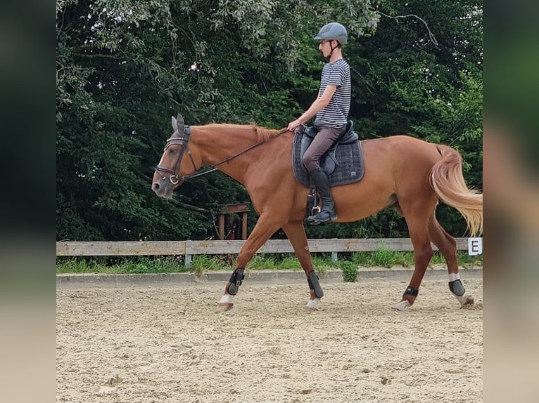 Hanovrien Jument 13 Ans 171 cm Alezan in Hünstetten