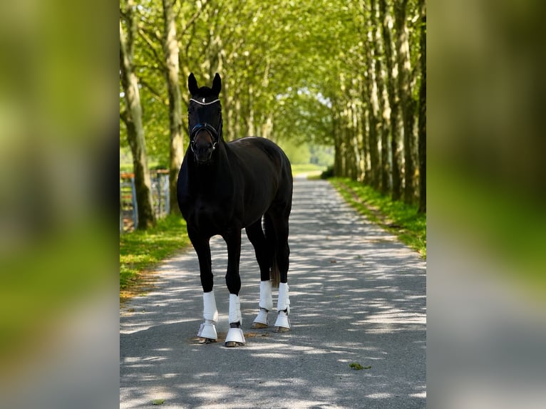 Hanovrien Jument 13 Ans 171 cm Bai brun foncé in Hiddenhausen