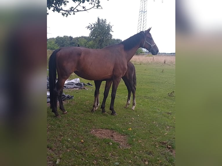 Hanovrien Jument 13 Ans 171 cm Bai in Minden
