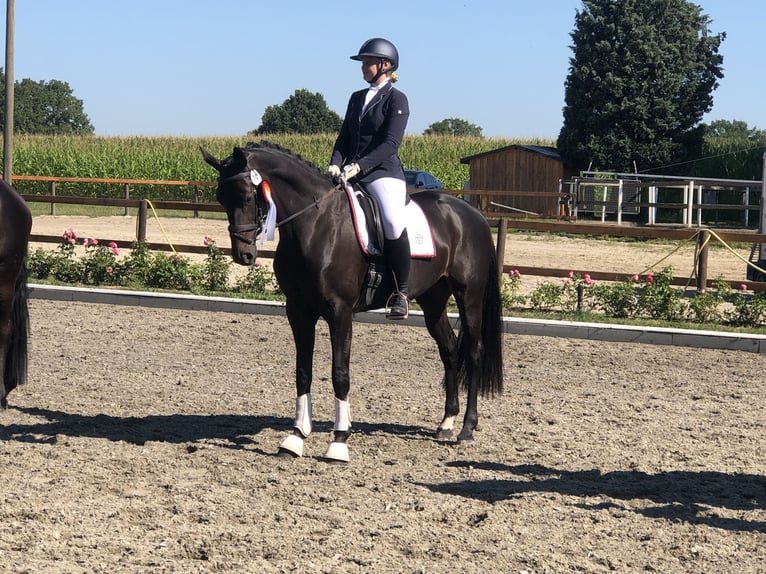 Hanovrien Jument 13 Ans 171 cm Noir in Achim