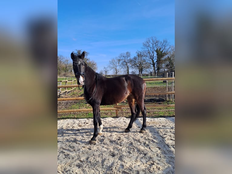 Hanovrien Jument 13 Ans 172 cm Bai brun in Erwitte